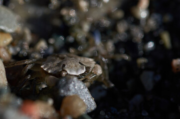 Crab on the beach, Norway