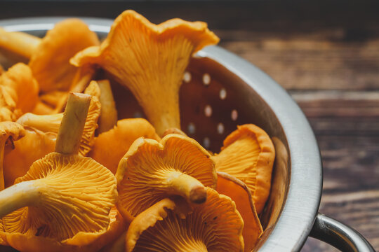 Forest orange chanterelle mushrooms on brown wooden background