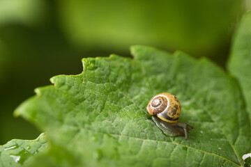 Little snail on a green leaf of grapes.