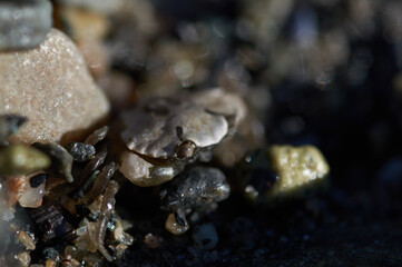 Crab on the beach, Norway