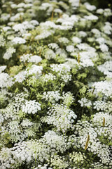 Flower beds on the farm. Ammi daukus karota.