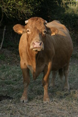 Vache