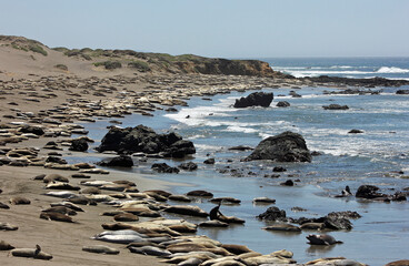 Fototapeta na wymiar Many Elephant Seals on the Beach