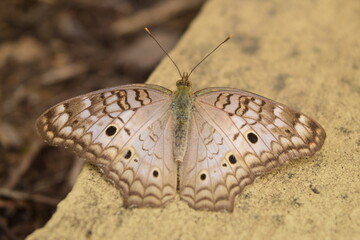 butterfly on the ground