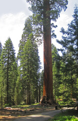 Obraz premium redwood tree