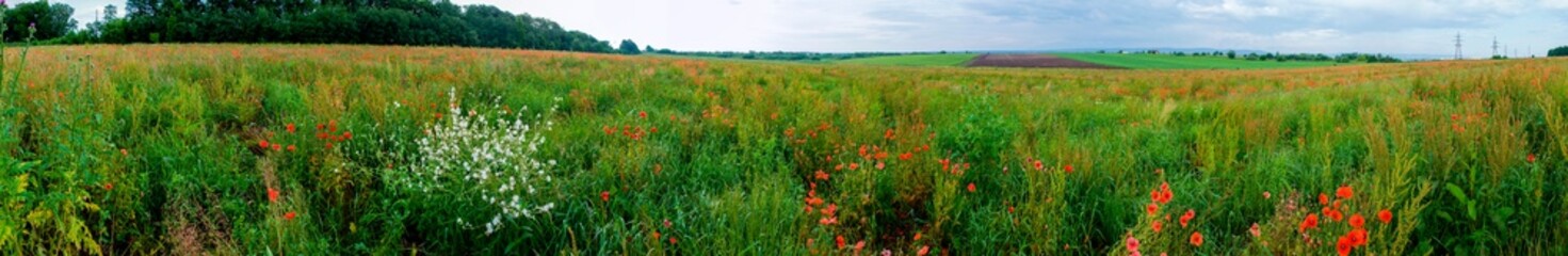 Panorama of a poppy field in the countryside in summer near the highway