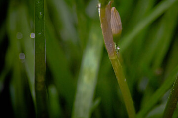 flor