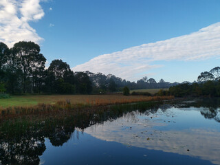 Beautiful morning view of a still pond in a park with stunning reflections of blue puffy sky and tall trees, Fagan park, Galston, Sydney, New South Wales, Australia