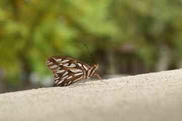 butterfly on the ground