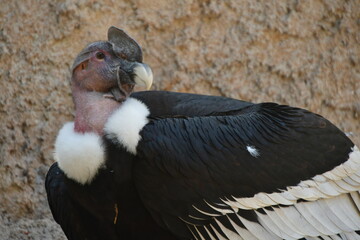 CÓNDOR