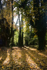 autumn in the park