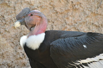 CÓNDOR