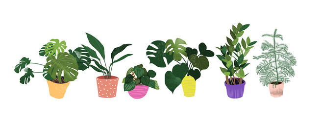 potted plants collection