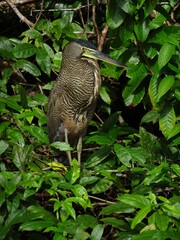  ハゲノドトラフサギ（コスタリカ）