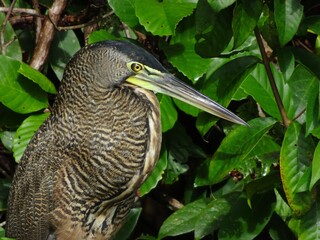  ハゲノドトラフサギ（コスタリカ）