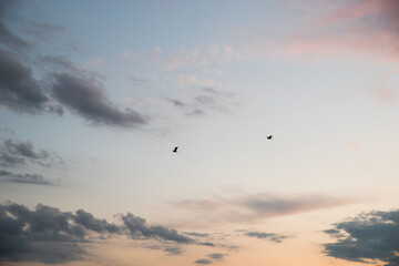 Herons fly in the evening sky.