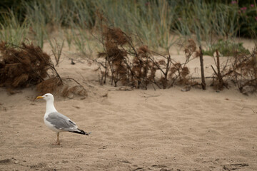 Seagull on the sandy beach.
