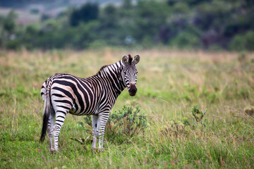 Fototapeta na wymiar zebra standing in a Game Reserve in Kwa Zulu Natal in South Africa