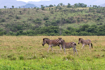 Naklejka premium zebra standing in a Game Reserve in Kwa Zulu Natal in South Africa
