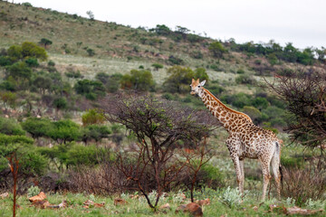 giraffe standing in the beautiful landscape in a Game Reserve in Kwa Zulu Natal in South Africa