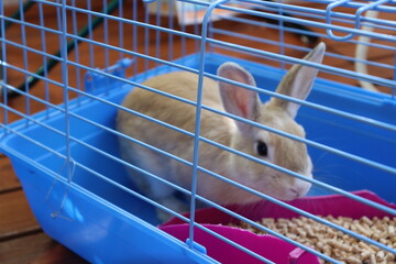 sweet rabbit in blue cage with feeder