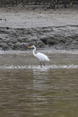 Borneo, Tman Bako, National park