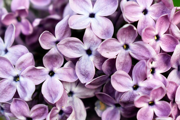 Beautiful lilac flowers taken close up