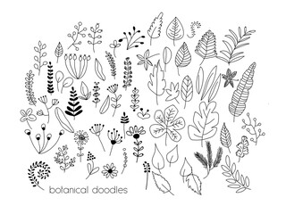 botanical doodles