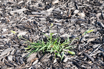A weed growing in a garden area.  Close up of a week in garden.