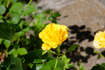 yellow rose flower. beautiful flowered Japanese marigold bushes. Beautiful bush of yellow roses in the spring garden. Rose garden. Open, incredibly beautiful yellow rose in the garden