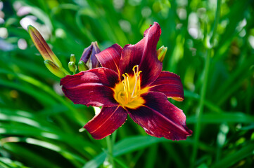 day-lily flower outdoor. purple lily flower. Blooming lily in green garden. Purple flowers of day...