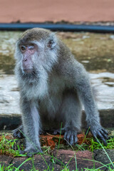 Naklejka premium Borneo, Tman Bako, National park