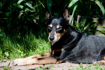 nice dog relax on sun. sleepy tired puppy. black pincher breed. pet doctor for you. vet hospital. dog lie outdoor in summer