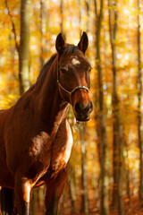 Pferd im Herbstwald