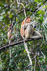 Orang Belanda, proboscis monkey