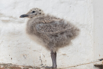 Portrait of a baby seagull on a rooftop