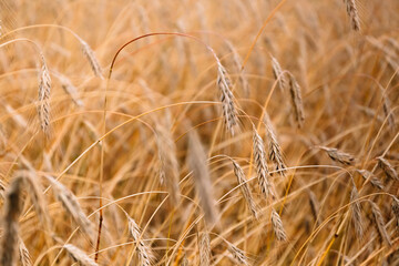 Fototapeta premium August, harvest time. Ripe ears of wheat are shot closeup on a field background.