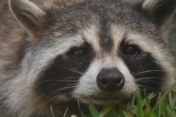 MAPACHE