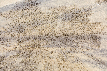 Borneo, Tman Bako, National park