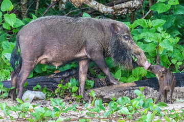 Borneo, Tman Bako, National park