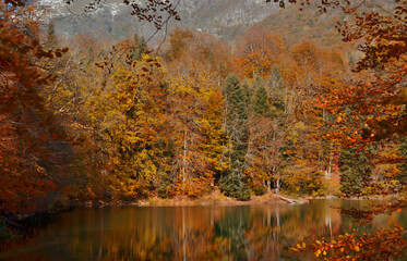 Autumn forest with reflection on Biogradsko lake in Montenegro