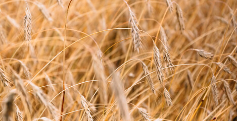 Fototapeta premium August, harvest time. Ripe ears of wheat are photoshot closeup on a field background. Art close-up. Banner. The main golden food of the humans. Future bread.