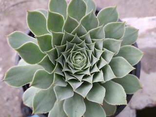 Espirales En plantas fibonacci
