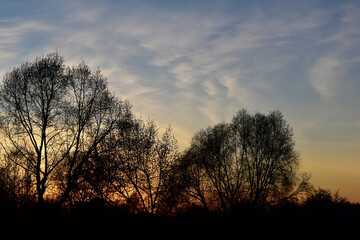 The outline of trees against the background of a spring sunset