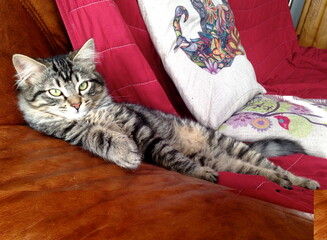 Chat