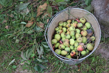 bucket of apples on rural ground