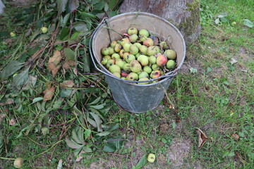 bucket of apples on rural ground