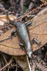 Borneo, Tman, Bako, National, 