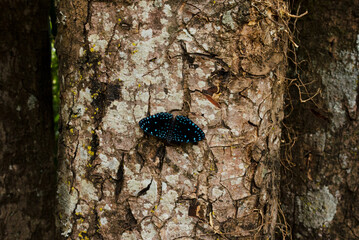 butterfly on tree
