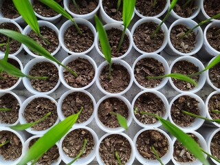 cultivo de palmas Cuello de botella